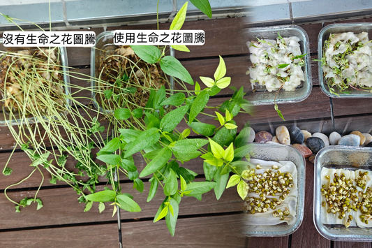 【頻率的藝術】生命之花如何透過「有序能量」重塑茶葉的生命力？